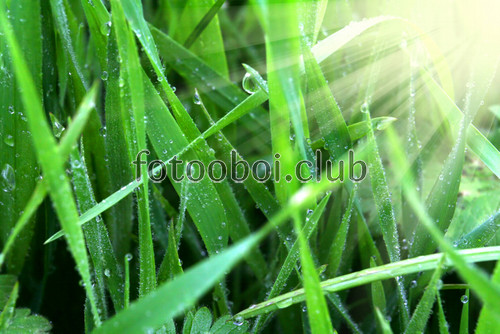 трава, солнечные лучи