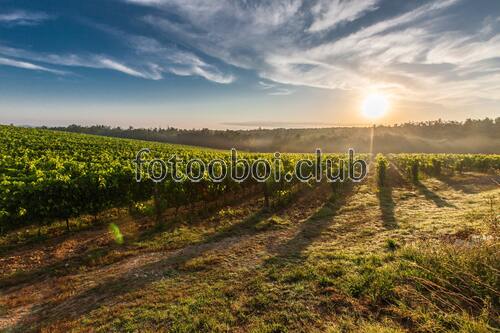 поле, небо, облака, день, природа, трава, виноградники, виноград