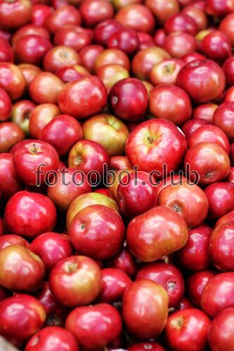 яблоко, дерево, еда, ветвь, фрукт