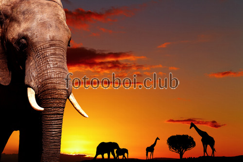 сафари, слоны, жирафы, животные, закат