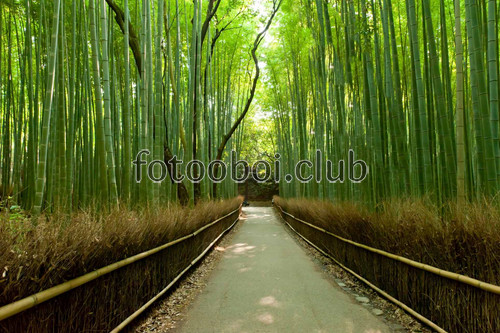 бамбук, растение, тропинка, дорога, природа