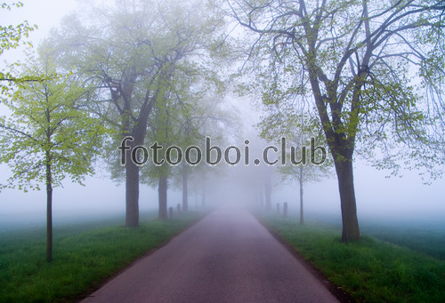 дорога, туман, деревья, стереоскопические, увеличивающие пространство, на стену, стена