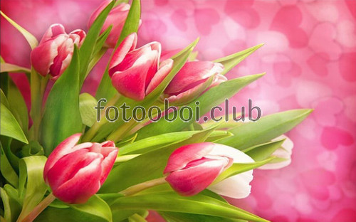 розовые тюльпаны, 3д, 3d, дизайнерские