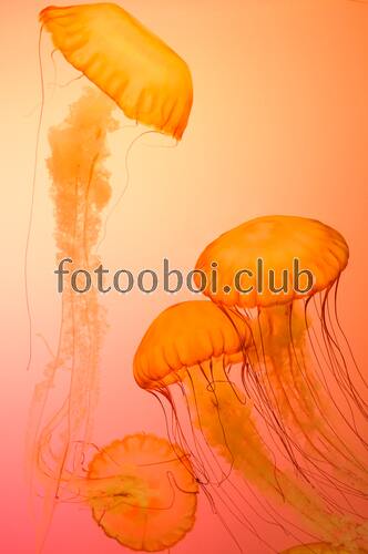 медузы, океан, море, природа, аквариум