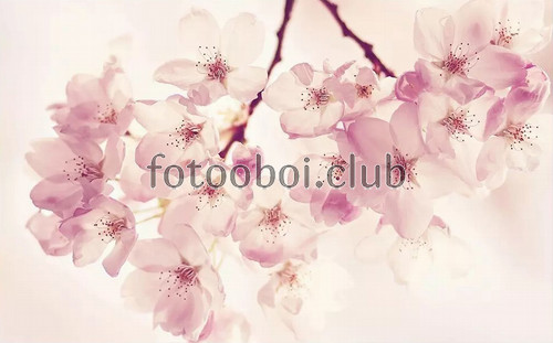 веточка сакуры, вишня, цветы, розовые