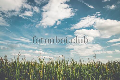 поле, небо, облака, лето, природа, трава