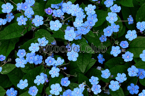 на стену, стена, голубые цветы, синие цветочки