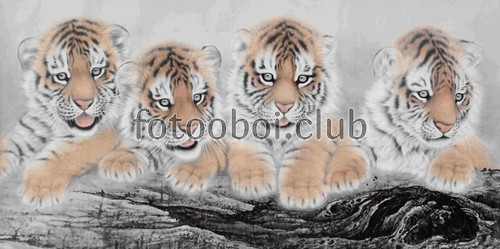 тигрята, дизайнерские, светлые