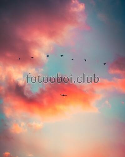 небо, птицы, самолёт, облака, клин