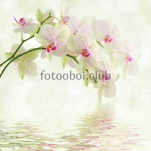 орхидея, цветок, белая орхидея, белые, растение, вода, 3д, 3d