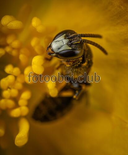 пчела, насекомое, природа, шмель, мёд