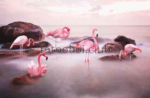 море, океан, озеро, камни, розовые фламинго