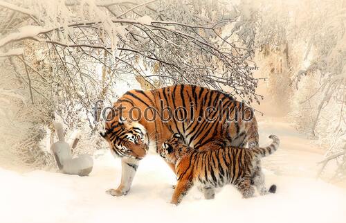 тигр, зима, лес, снег, природа